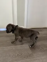 Boy 3, a male Cane Corso for sale in Denver, CO – 5 of 9