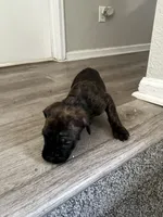 Boy 4, a male Cane Corso for sale in Denver, CO – 3 of 6