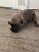 Blue collar girl, a female Cane Corso for sale in Denver, CO – 2 of 7