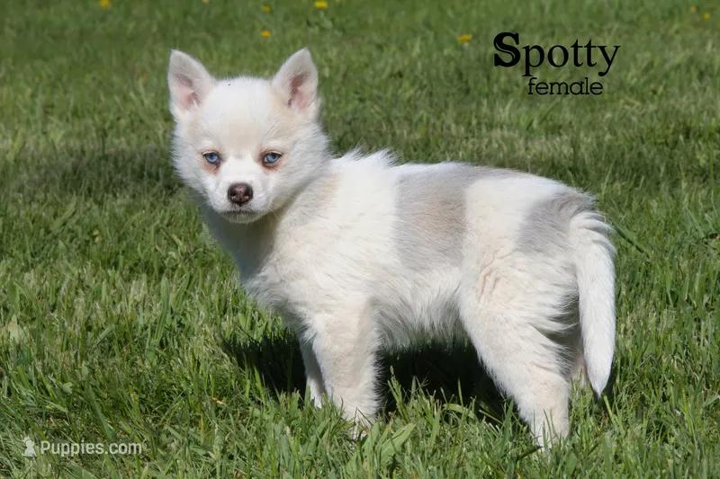 Spotty – Pomsky puppy for sale in Clare, MI