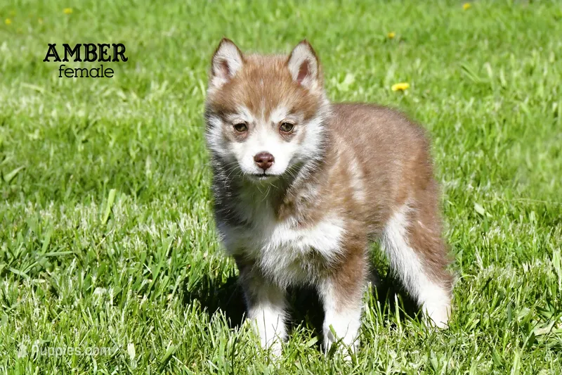 Amber – Pomsky puppy for sale in Clare, MI