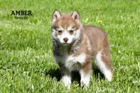 Amber, a female Pomsky for sale in Clare, MI – 1 of 3