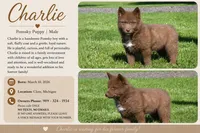 Charlie, a male Pomsky for sale in Clare, MI – 3 of 3