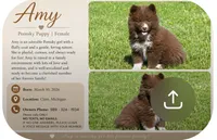 Amy, a female Pomsky for sale in Clare, MI – 3 of 4