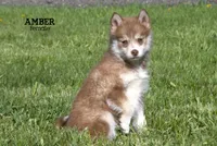 Amber, a female Pomsky for sale in Clare, MI – 2 of 3