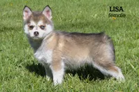 Lisa, a female Pomsky for sale in Clare, MI – 3 of 4