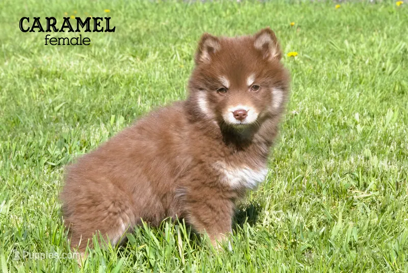 Caramel  – Pomsky puppy for sale in Clare, MI