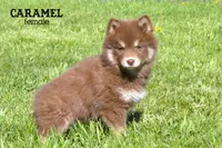 Caramel , a female Pomsky for sale in Clare, MI – 1 of 3