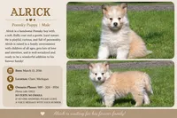 Alrick, a male Pomsky for sale in Clare, MI – 3 of 3