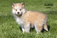 Alrick, a male Pomsky for sale in Clare, MI – 2 of 3