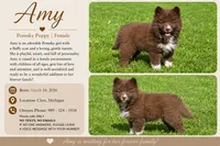 Amy, a female Pomsky for sale in Clare, MI – 4 of 4