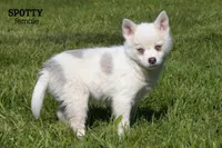 Spotty, a female Pomsky for sale in Clare, MI – 2 of 3