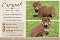 Caramel , a female Pomsky for sale in Clare, MI – 3 of 3