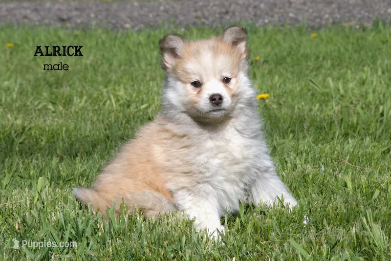 Alrick – Pomsky puppy for sale in Clare, MI