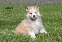 Alrick, a male Pomsky for sale in Clare, MI – 1 of 3