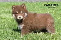 Caramel , a female Pomsky for sale in Clare, MI – 2 of 3