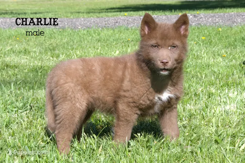 Charlie – Pomsky puppy for sale in Clare, MI