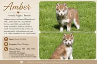 Amber, a female Pomsky for sale in Clare, MI – 3 of 3