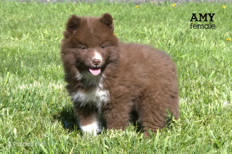 Amy – Pomsky puppy for sale in Clare, MI