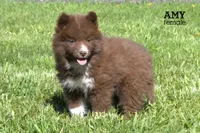 Amy, a female Pomsky for sale in Clare, MI – 1 of 4