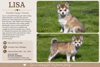 Lisa, a female Pomsky for sale in Clare, MI – 4 of 4