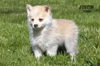 Justin, a male Pomsky for sale in Clare, MI – 2 of 3