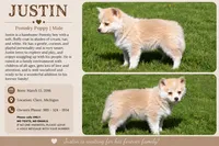 Justin, a male Pomsky for sale in Clare, MI – 3 of 3