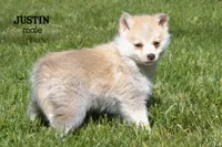 Justin, a male Pomsky for sale in Clare, MI – 1 of 3