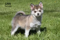 Lisa, a female Pomsky for sale in Clare, MI – 2 of 4