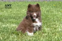 Amy, a female Pomsky for sale in Clare, MI – 2 of 4