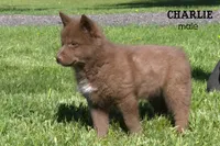 Charlie, a male Pomsky for sale in Clare, MI – 2 of 3
