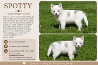 Spotty, a female Pomsky for sale in Clare, MI – 3 of 3