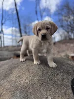 Chase, a male Labrador Retriever for sale in Lebanon, PA – Photo 1 of 2