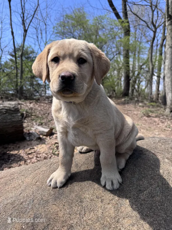 Chase – Labrador Retriever puppy for sale in Lebanon, PA