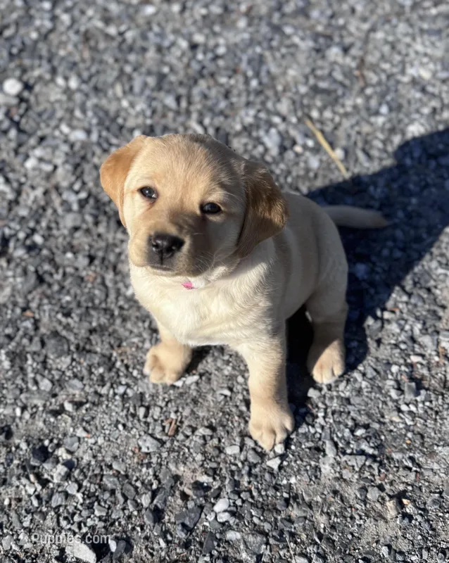 Sky – Labrador Retriever puppy for sale in Lebanon, PA
