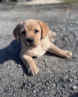 Sky, a female Labrador Retriever for sale in Lebanon, PA – Photo 2 of 3