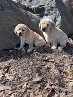 Sky, a female Labrador Retriever for sale in Lebanon, PA – Photo 3 of 3