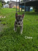Chew, a male Siberian Husky for sale in New Bethlehem, PA – 2 of 2
