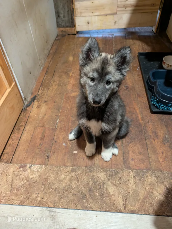 Baby – Siberian Husky puppy for sale in New Bethlehem, PA