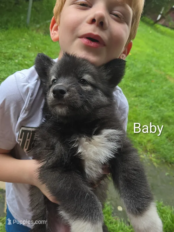 Baby – Siberian Husky puppy for sale in New Bethlehem, PA