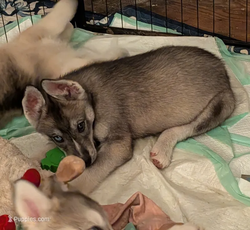 Chew – Siberian Husky puppy for sale in New Bethlehem, PA
