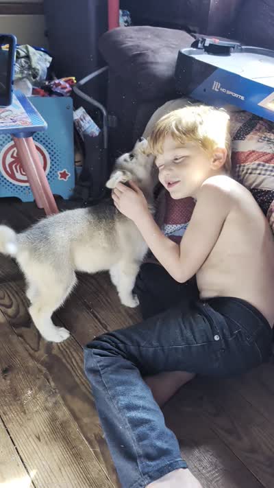 Bambi, a female Siberian Husky for sale in New Bethlehem, PA – 10 of 10