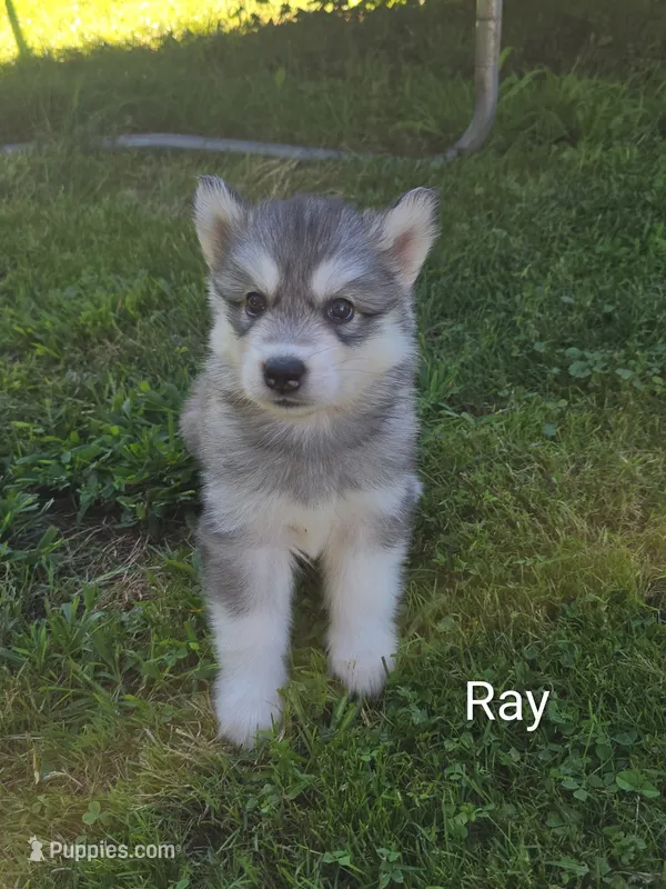Ray – Siberian Husky puppy for sale in New Bethlehem, PA