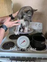 Flower , a female Siberian Husky for sale in New Bethlehem, PA – 6 of 10