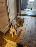 Flower , a female Siberian Husky for sale in New Bethlehem, PA – 7 of 10
