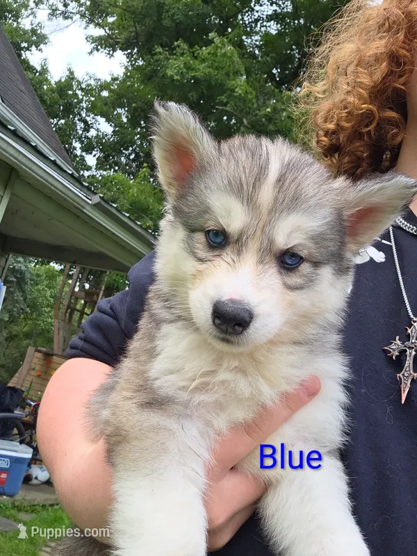 Blue  – Siberian Husky puppy for sale in New Bethlehem, PA
