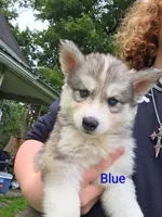 Blue , a male Siberian Husky for sale in New Bethlehem, PA – 1 of 1
