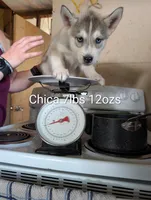 Bambi, a female Siberian Husky for sale in New Bethlehem, PA – 7 of 10