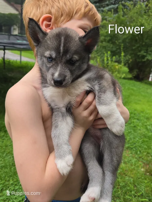 Flower  – Siberian Husky puppy for sale in New Bethlehem, PA