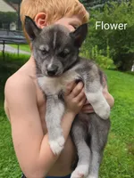 Flower , a female Siberian Husky for sale in New Bethlehem, PA – 1 of 1